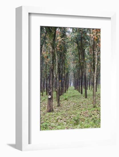 Vietnam, Dmz Area. Quang Tri Province, Rubber Tree Plantation-Walter Bibikow-Framed Photographic Print
