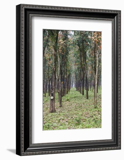 Vietnam, Dmz Area. Quang Tri Province, Rubber Tree Plantation-Walter Bibikow-Framed Photographic Print