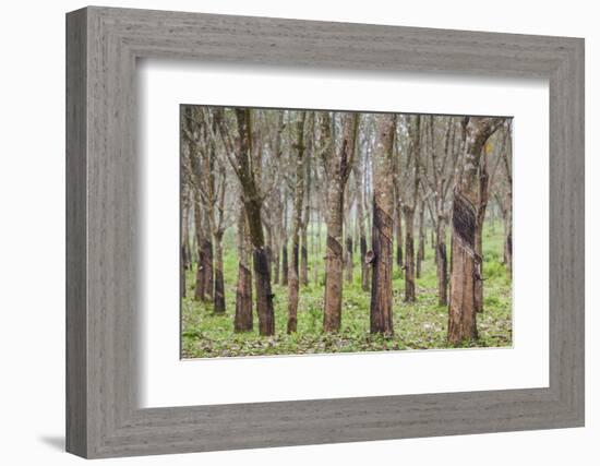 Vietnam, Dmz Area. Quang Tri Province, Rubber Tree Plantation-Walter Bibikow-Framed Photographic Print