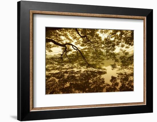 Vietnam, Ha Noi, Hoan Kiem Lake. a Huge Tree Hangs Low over the Still Waters of Hoan Kiem Lake.-Niels Van Gijn-Framed Photographic Print