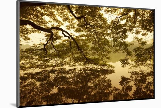 Vietnam, Ha Noi, Hoan Kiem Lake. a Huge Tree Hangs Low over the Still Waters of Hoan Kiem Lake.-Niels Van Gijn-Mounted Photographic Print