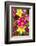 Vietnam, Hanoi. Flower Market-Walter Bibikow-Framed Photographic Print