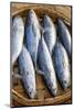 Vietnam. Mackerels from the nights catch on the beach at Hoi An.-Tom Norring-Mounted Photographic Print