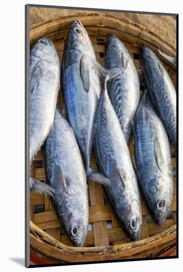 Vietnam. Mackerels from the nights catch on the beach at Hoi An.-Tom Norring-Mounted Photographic Print