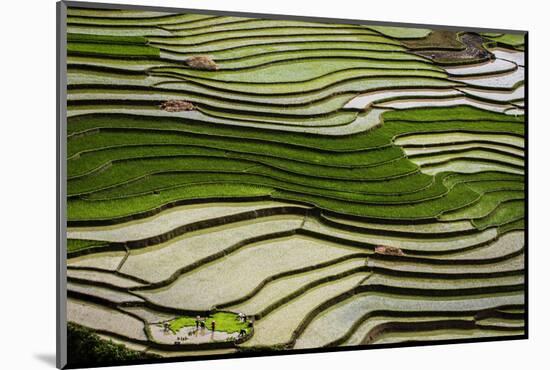 Vietnam . Rice paddies in the highlands of Sapa.-Tom Norring-Mounted Photographic Print