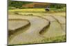 Vietnam . Rice paddies in the highlands of Sapa.-Tom Norring-Mounted Photographic Print