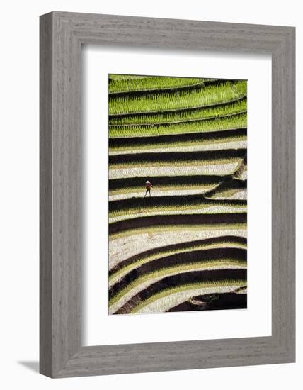 Vietnam . Rice paddies in the highlands of Sapa.-Tom Norring-Framed Photographic Print
