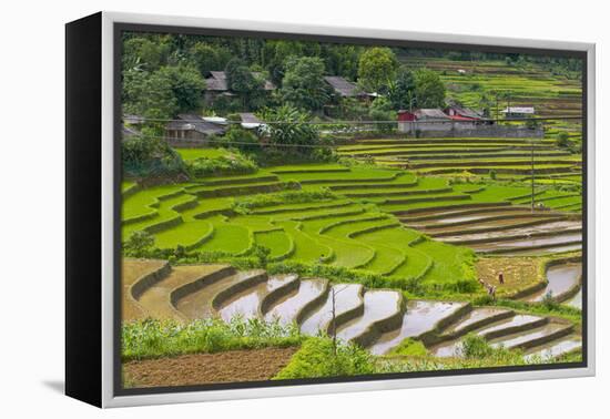 Vietnam . Rice paddies in the highlands of Sapa.-Tom Norring-Framed Premier Image Canvas