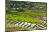 Vietnam . Rice paddies in the highlands of Sapa.-Tom Norring-Mounted Photographic Print