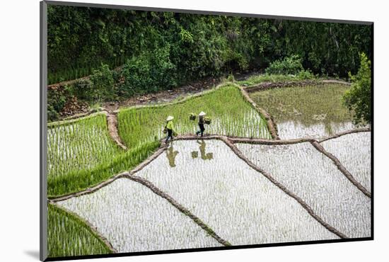 Vietnam . Rice paddies in the highlands of Sapa.-Tom Norring-Mounted Photographic Print