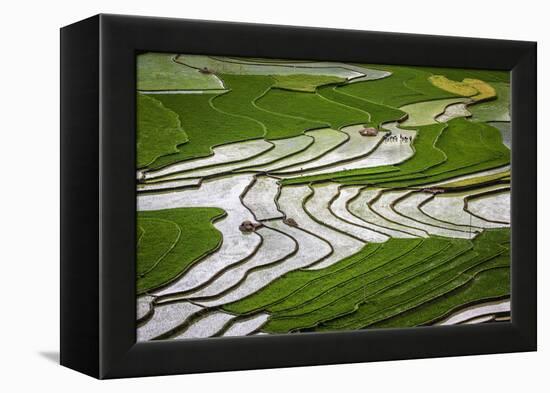 Vietnam . Rice paddies in the highlands of Sapa.-Tom Norring-Framed Premier Image Canvas