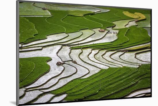 Vietnam . Rice paddies in the highlands of Sapa.-Tom Norring-Mounted Photographic Print