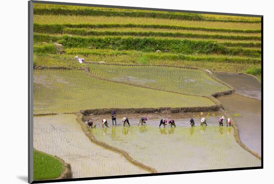 Vietnam . Rice paddies in the highlands of Sapa.-Tom Norring-Mounted Photographic Print