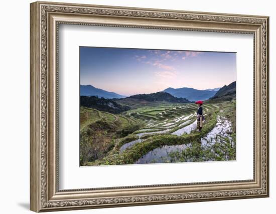 Vietnam, Sapa. Red Dao Woman on Rice Paddies at Sunrise (Mr)-Matteo Colombo-Framed Photographic Print