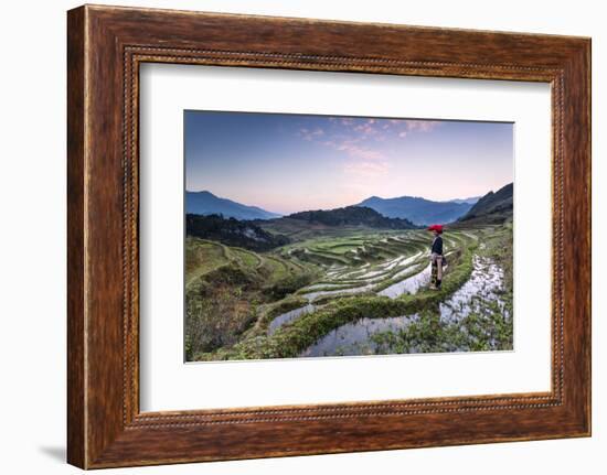 Vietnam, Sapa. Red Dao Woman on Rice Paddies at Sunrise (Mr)-Matteo Colombo-Framed Photographic Print