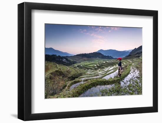 Vietnam, Sapa. Red Dao Woman on Rice Paddies at Sunrise (Mr)-Matteo Colombo-Framed Photographic Print