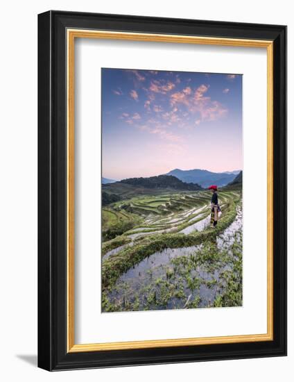 Vietnam, Sapa. Red Dao Woman on Rice Paddies at Sunrise (Mr)-Matteo Colombo-Framed Photographic Print