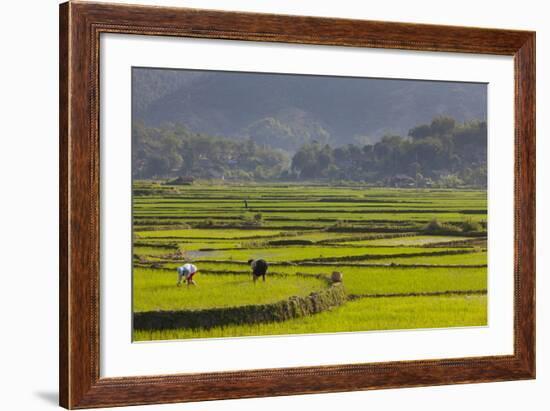 Vietnam, Thuan Chau, Rice Fields-Walter Bibikow-Framed Photographic Print