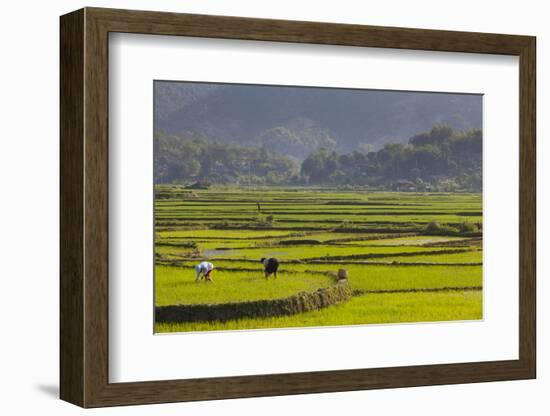 Vietnam, Thuan Chau, Rice Fields-Walter Bibikow-Framed Photographic Print