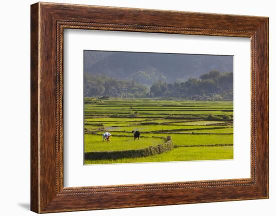 Vietnam, Thuan Chau, Rice Fields-Walter Bibikow-Framed Photographic Print