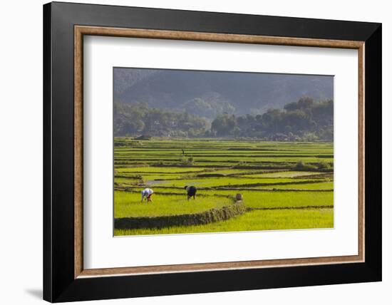 Vietnam, Thuan Chau, Rice Fields-Walter Bibikow-Framed Photographic Print