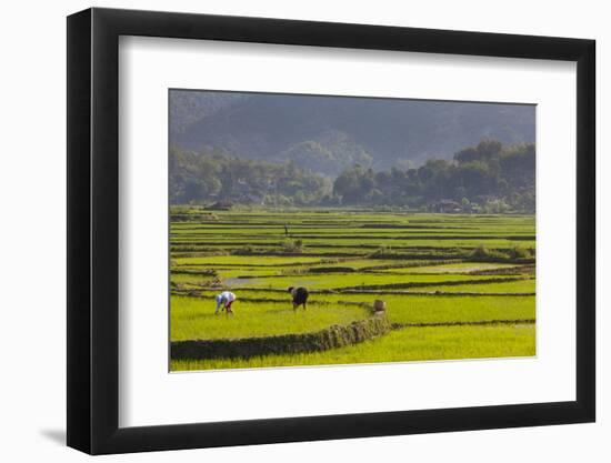 Vietnam, Thuan Chau, Rice Fields-Walter Bibikow-Framed Photographic Print