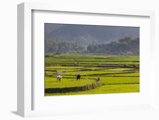 Vietnam, Thuan Chau, Rice Fields-Walter Bibikow-Framed Photographic Print