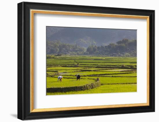 Vietnam, Thuan Chau, Rice Fields-Walter Bibikow-Framed Photographic Print