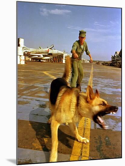 Vietnam War U.S.A.F. Guard Dog-Associated Press-Mounted Photographic Print