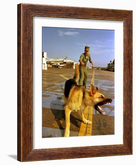 Vietnam War U.S.A.F. Guard Dog-Associated Press-Framed Photographic Print