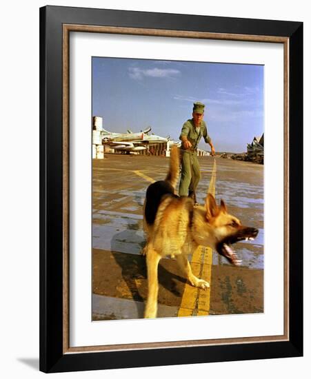 Vietnam War U.S.A.F. Guard Dog-Associated Press-Framed Photographic Print