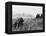 Vietnam War War Zone C-Associated Press-Framed Premier Image Canvas