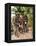 Vietnam War-Associated Press-Framed Premier Image Canvas