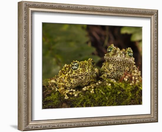 Vietnamese Mossy Frog, Central Pennsylvania, Usa-Joe McDonald-Framed Photographic Print