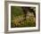 Vietnamese Mossy Frog, Central Pennsylvania, Usa-Joe McDonald-Framed Photographic Print