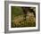 Vietnamese Mossy Frog, Central Pennsylvania, Usa-Joe McDonald-Framed Photographic Print