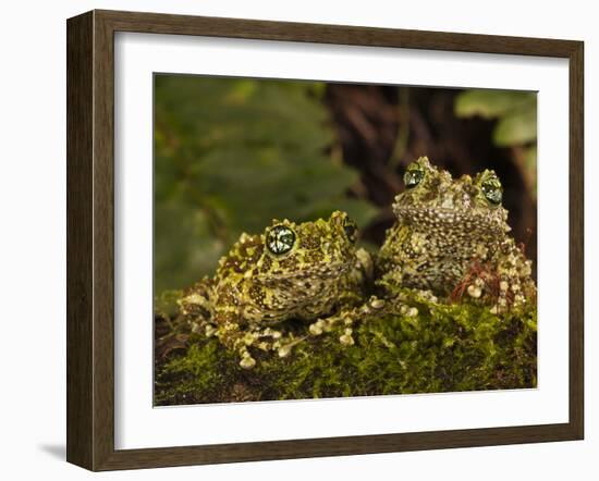 Vietnamese Mossy Frog, Central Pennsylvania, Usa-Joe McDonald-Framed Photographic Print