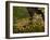 Vietnamese Mossy Frog, Central Pennsylvania, Usa-Joe McDonald-Framed Photographic Print