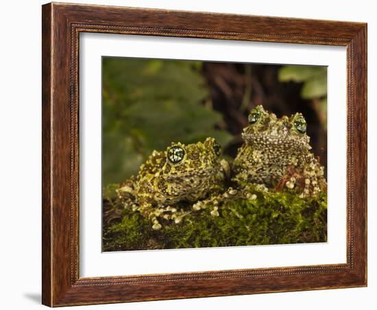 Vietnamese Mossy Frog, Central Pennsylvania, Usa-Joe McDonald-Framed Photographic Print