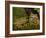 Vietnamese Mossy Frog, Central Pennsylvania, Usa-Joe McDonald-Framed Photographic Print