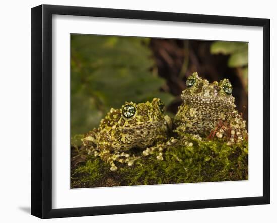 Vietnamese Mossy Frog, Central Pennsylvania, Usa-Joe McDonald-Framed Photographic Print