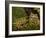 Vietnamese Mossy Frog, Central Pennsylvania, Usa-Joe McDonald-Framed Photographic Print