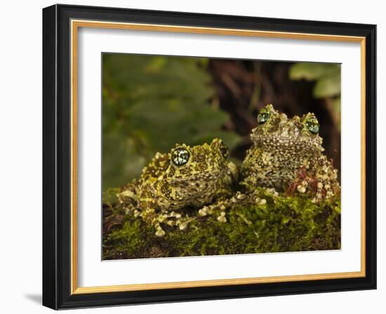 Vietnamese Mossy Frog, Central Pennsylvania, Usa-Joe McDonald-Framed Photographic Print