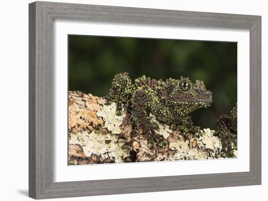 Vietnamese Mossy Frog (Theloderma Corticale), captive, Vietnam, Indochina, Southeast Asia, Asia-Janette Hill-Framed Photographic Print