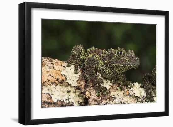 Vietnamese Mossy Frog (Theloderma Corticale), captive, Vietnam, Indochina, Southeast Asia, Asia-Janette Hill-Framed Photographic Print