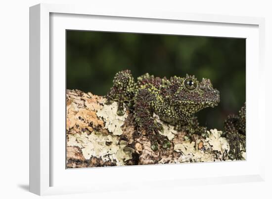 Vietnamese Mossy Frog (Theloderma Corticale), captive, Vietnam, Indochina, Southeast Asia, Asia-Janette Hill-Framed Photographic Print