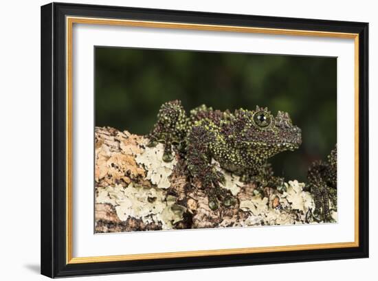 Vietnamese Mossy Frog (Theloderma Corticale), captive, Vietnam, Indochina, Southeast Asia, Asia-Janette Hill-Framed Photographic Print