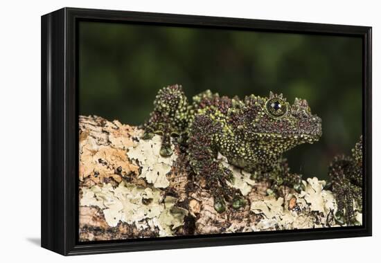 Vietnamese Mossy Frog (Theloderma Corticale), captive, Vietnam, Indochina, Southeast Asia, Asia-Janette Hill-Framed Premier Image Canvas