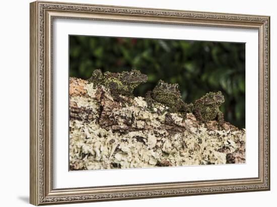 Vietnamese Mossy Frog (Theloderma Corticale), captive, Vietnam, Indochina, Southeast Asia, Asia-Janette Hill-Framed Photographic Print