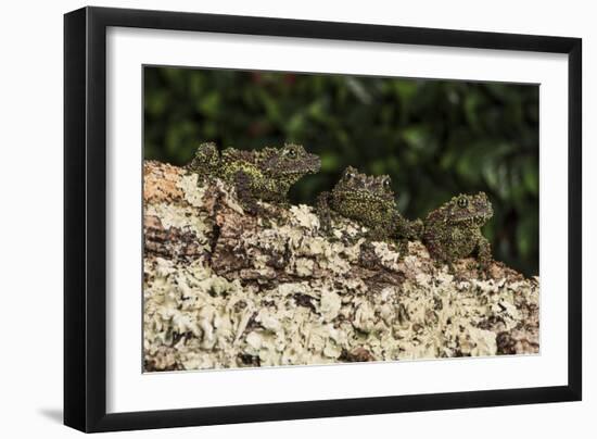 Vietnamese Mossy Frog (Theloderma Corticale), captive, Vietnam, Indochina, Southeast Asia, Asia-Janette Hill-Framed Photographic Print